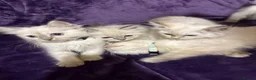 Ragdoll cats for sale: Beautiful GCCF Ragdoll Kittens  - Advert 16