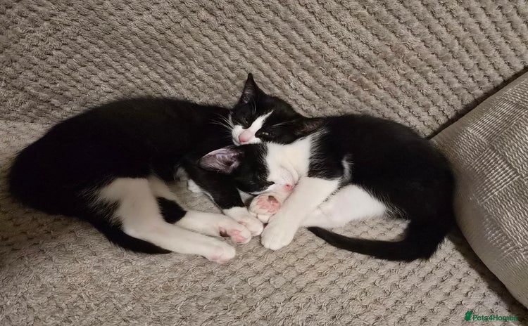 Domestic Shorthair cats - Advert 12