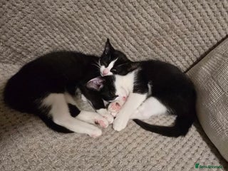 Domestic Shorthair cats - Advert 9