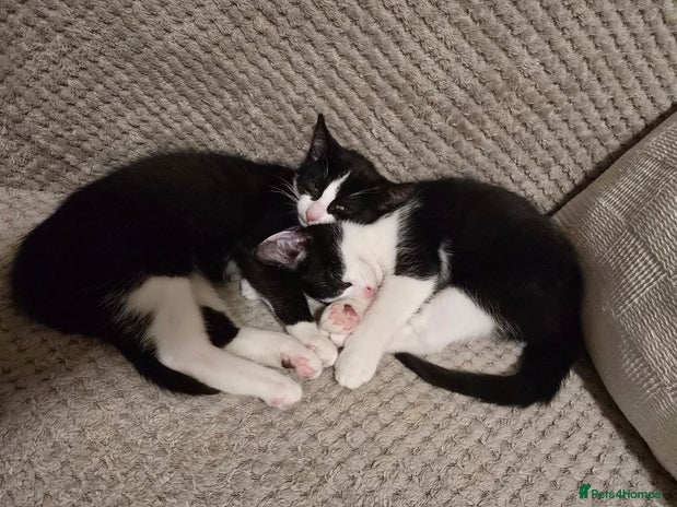Domestic Shorthair cats - Advert 12