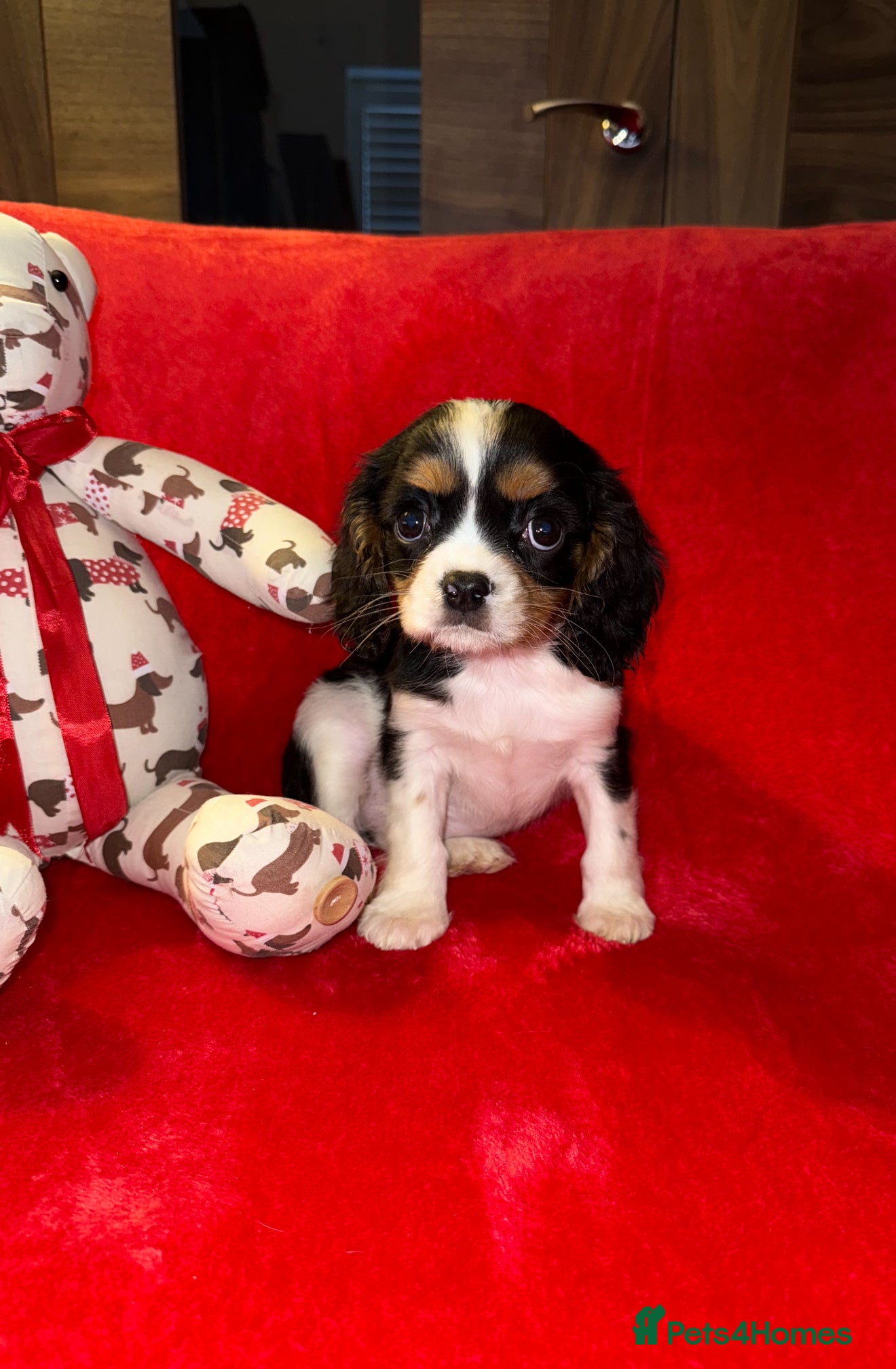 Cavalier King Charles Spaniel dogs 💙🩵Stunning Tri cavalier Boys 💙🩵 - Advert 1