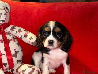 Cavalier King Charles Spaniel dogs 💙🩵Stunning Tri cavalier Boys 💙🩵 - Advert 1