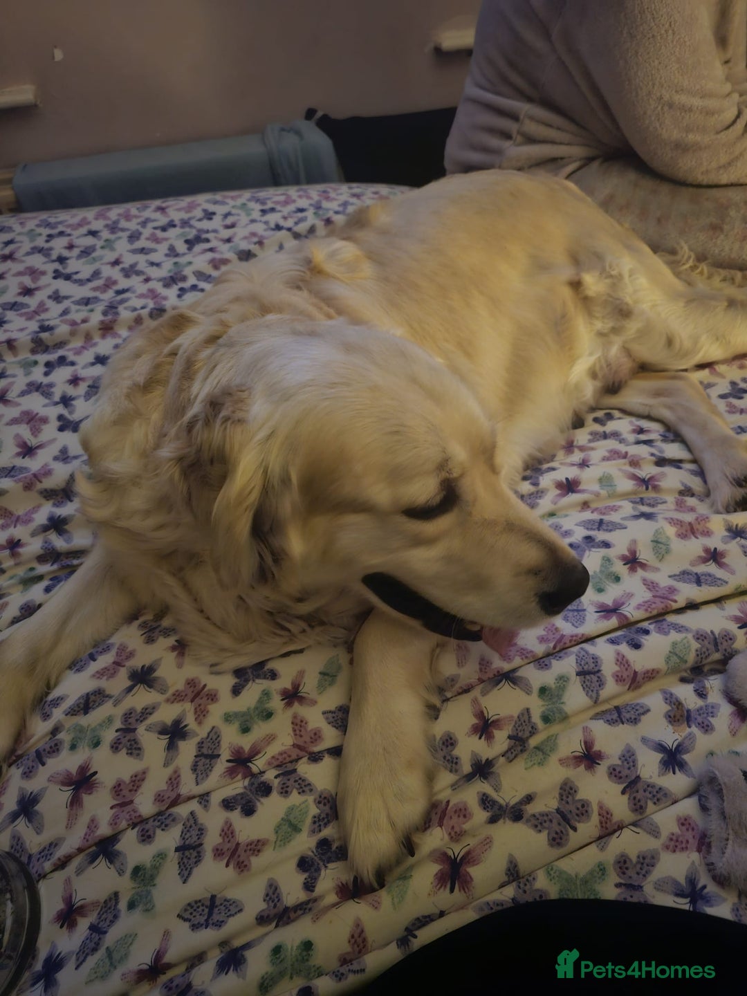 Labrador Retriever dogs for sale: Two beautiful boys - Advert 2