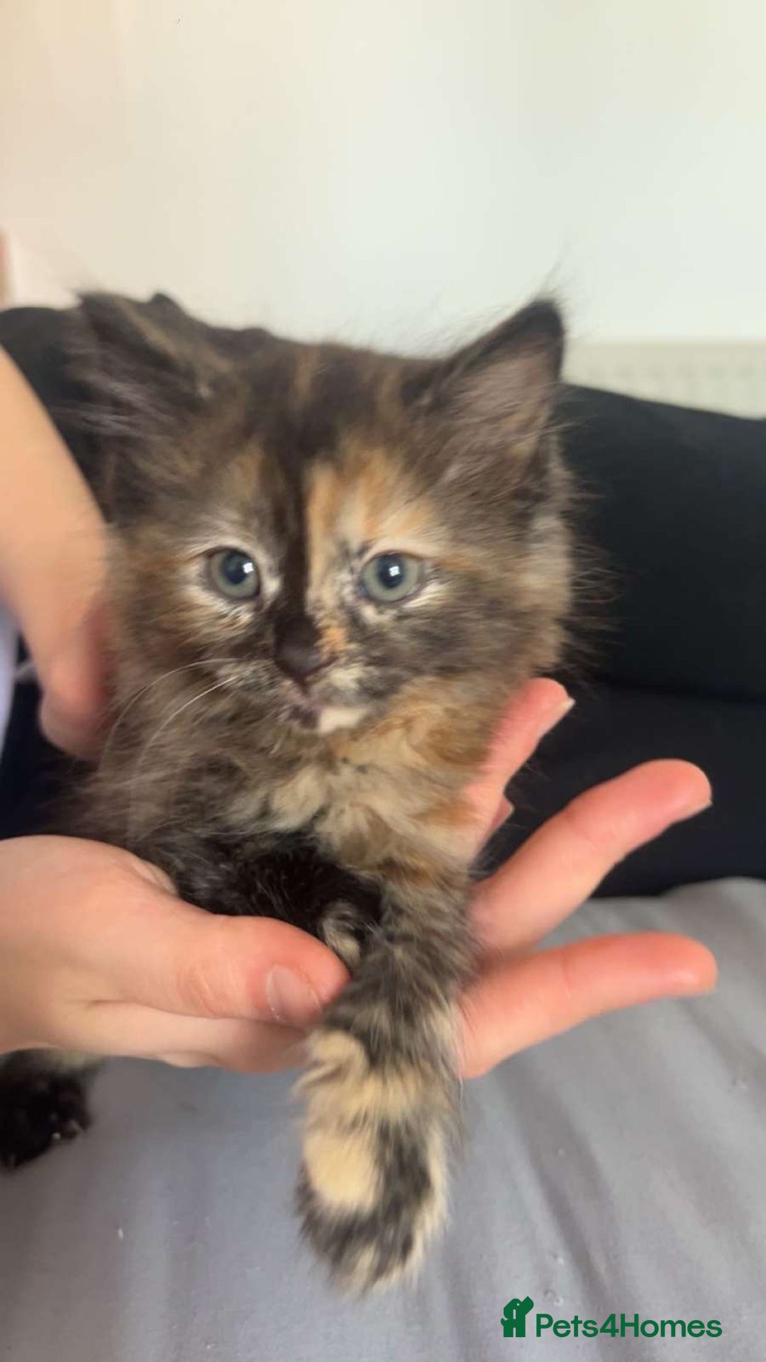 Mixed Breed cats for sale: 7 cute girl kittens  - Advert 11