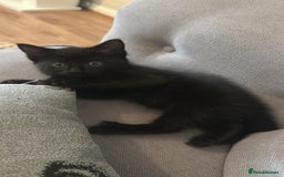 Mixed Breed cats for sale: Full black kitten .  - Image 1