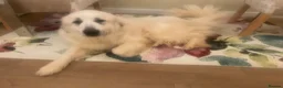 Pyrenean Mountain Dog dogs for sale: Pyreneese mountain dog pedigree  - Advert 2