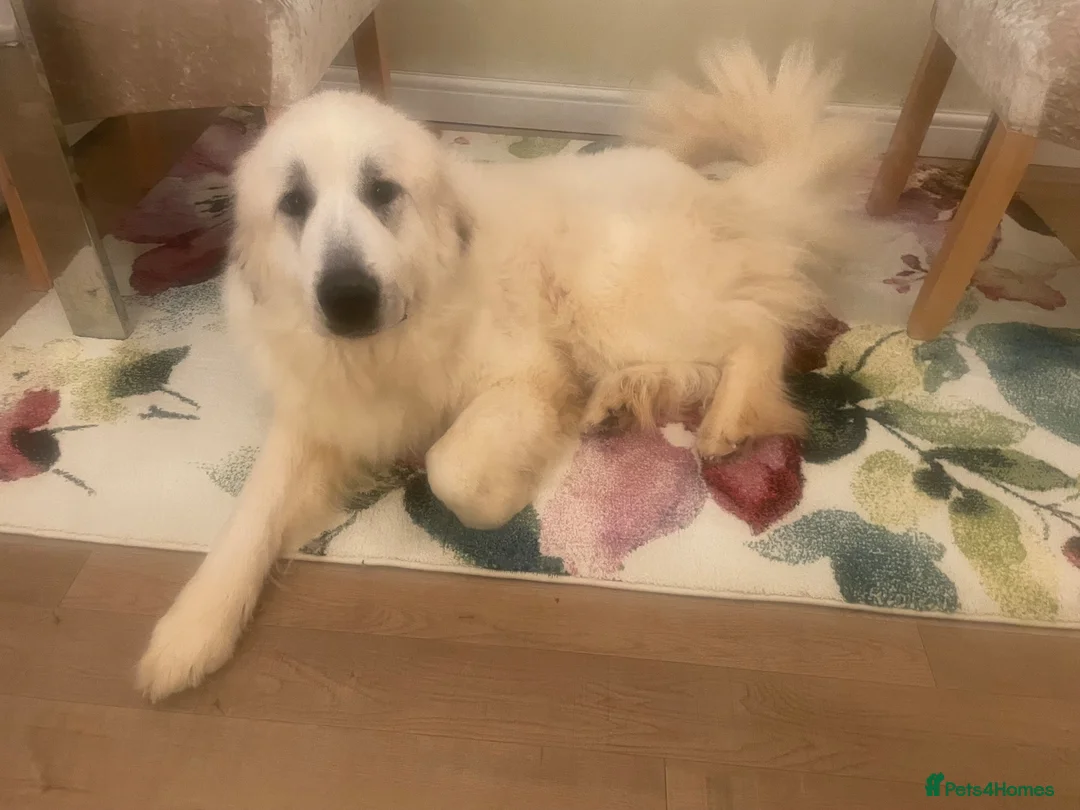 Pyrenean Mountain Dog dogs for sale: Pyreneese mountain dog pedigree  - Advert 2