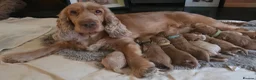Cockapoo dogs for sale: READY NOW !! Stunning F1 female Cockapoo puppy  - Advert 15