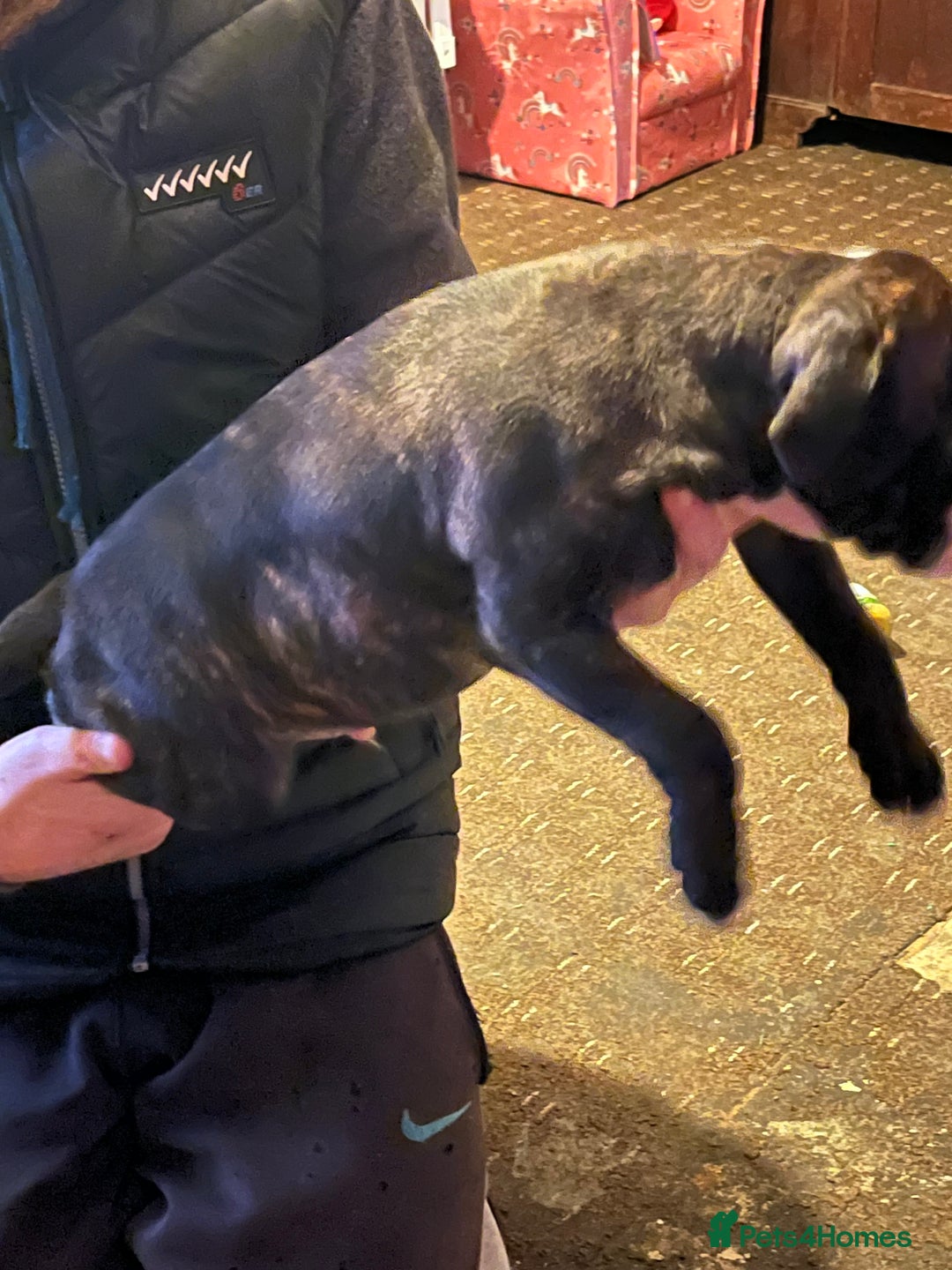 Mixed Breed dogs for sale: Staff x American bully male puppy  - Advert 7