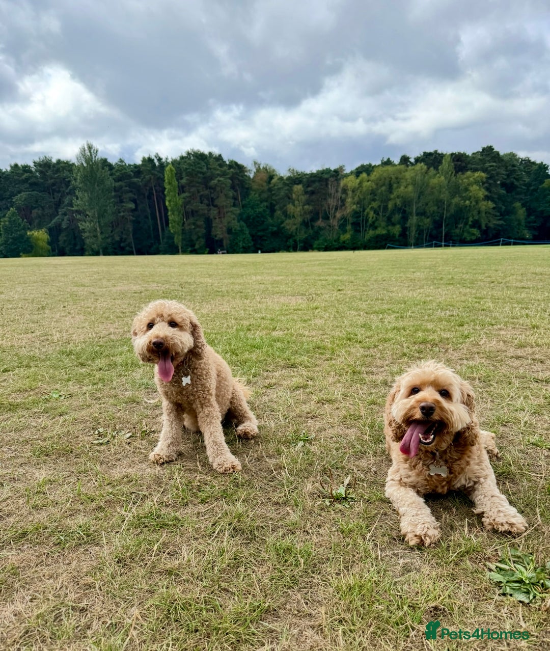 Cockapoo dogs for sale: Cockerpoo  - Image 5