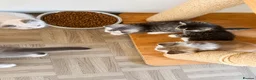 Ragdoll cats for sale: Ragdoll & Ragdoll cross kittens - Advert 18
