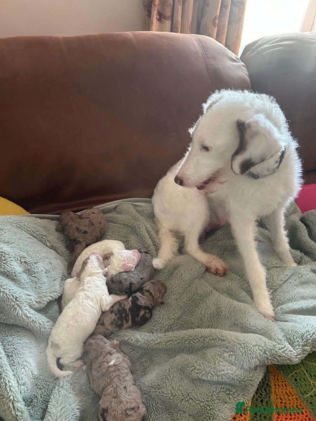 Mixed Breed dogs for sale: Australian Labradoodle Puppies - Advert 2