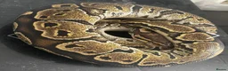 Python Snake reptiles for sale: Royal pythons for sale - Bristol - Advert 2