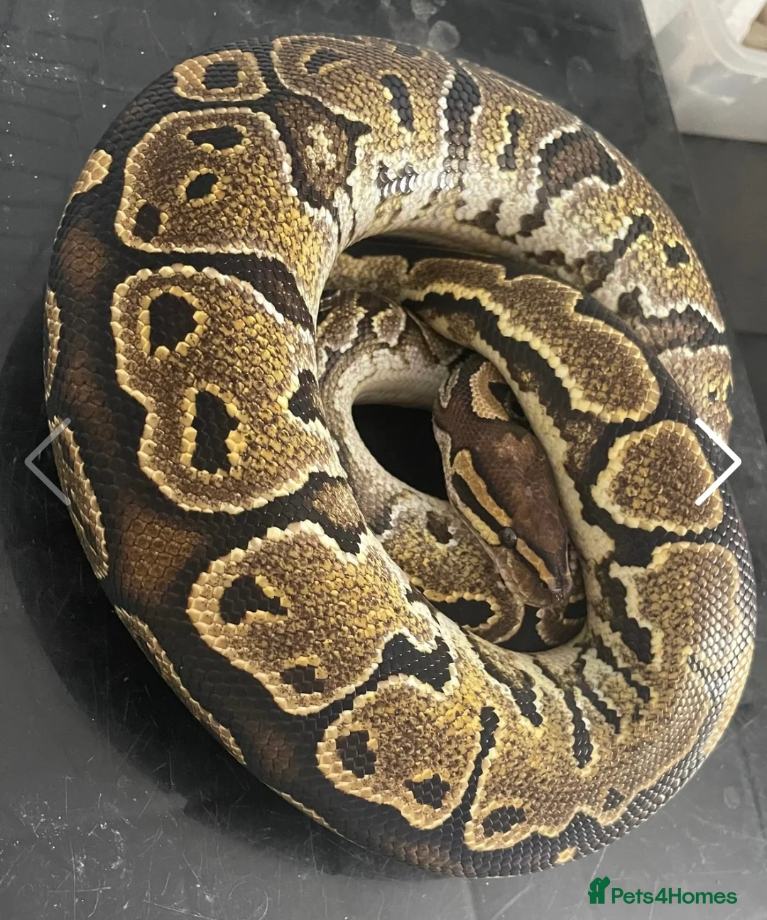 Python Snake reptiles for sale: Royal pythons for sale - Bristol - Advert 2
