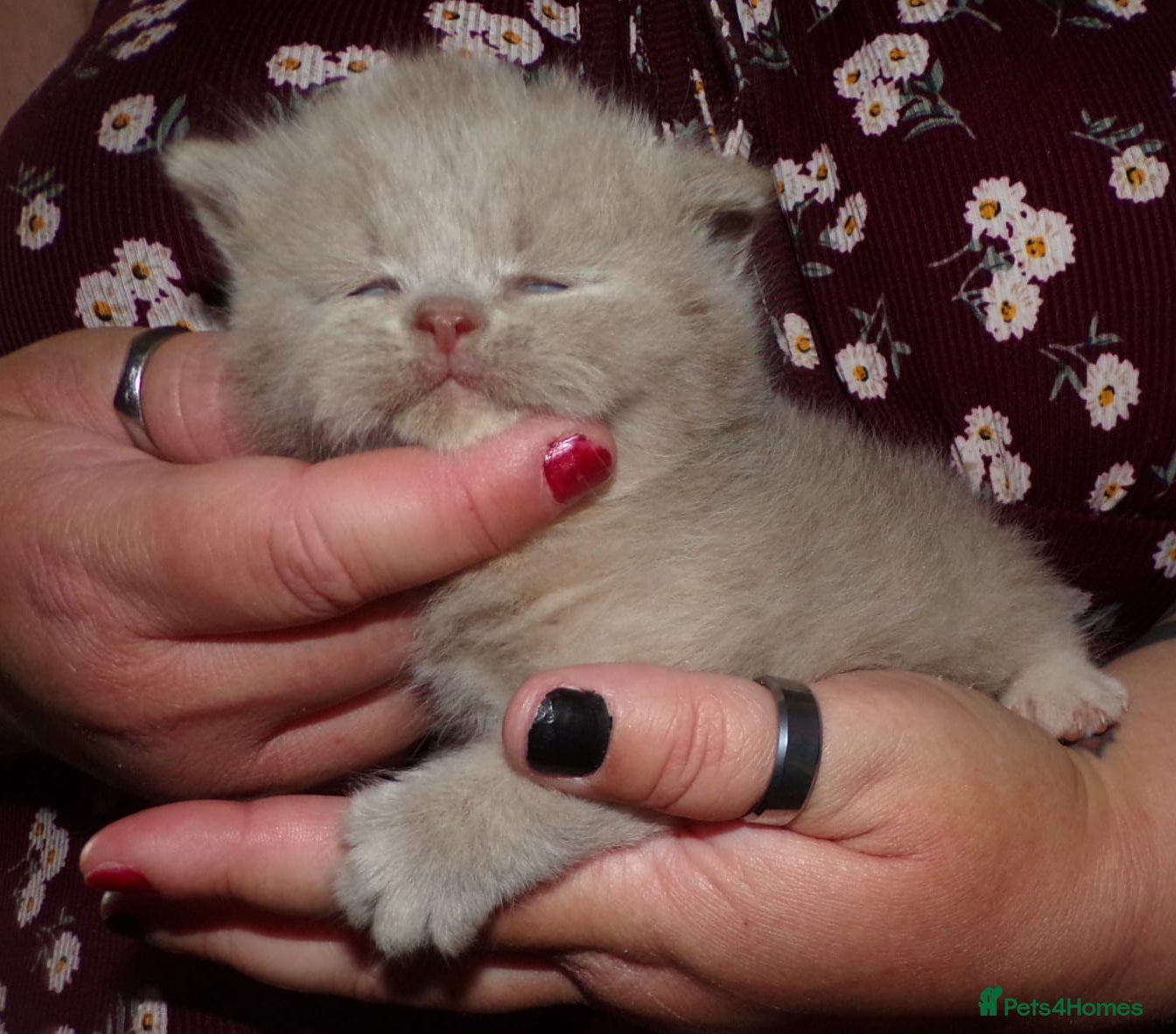 British Shorthair cats 💜 Precious Litter Of BSH Kittens 💜 - Advert 2