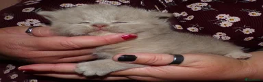 British Shorthair Kitten 3