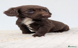 Cocker Spaniel dogs for sale: Adorable Working Cocker Puppies - Image 5