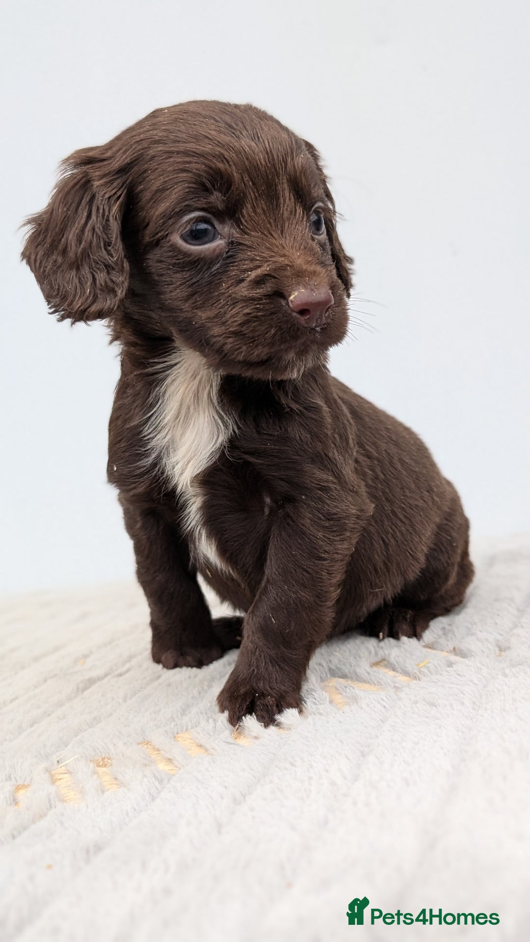 Cocker Spaniel dogs for sale: Adorable Working Cocker Puppies - Image 5