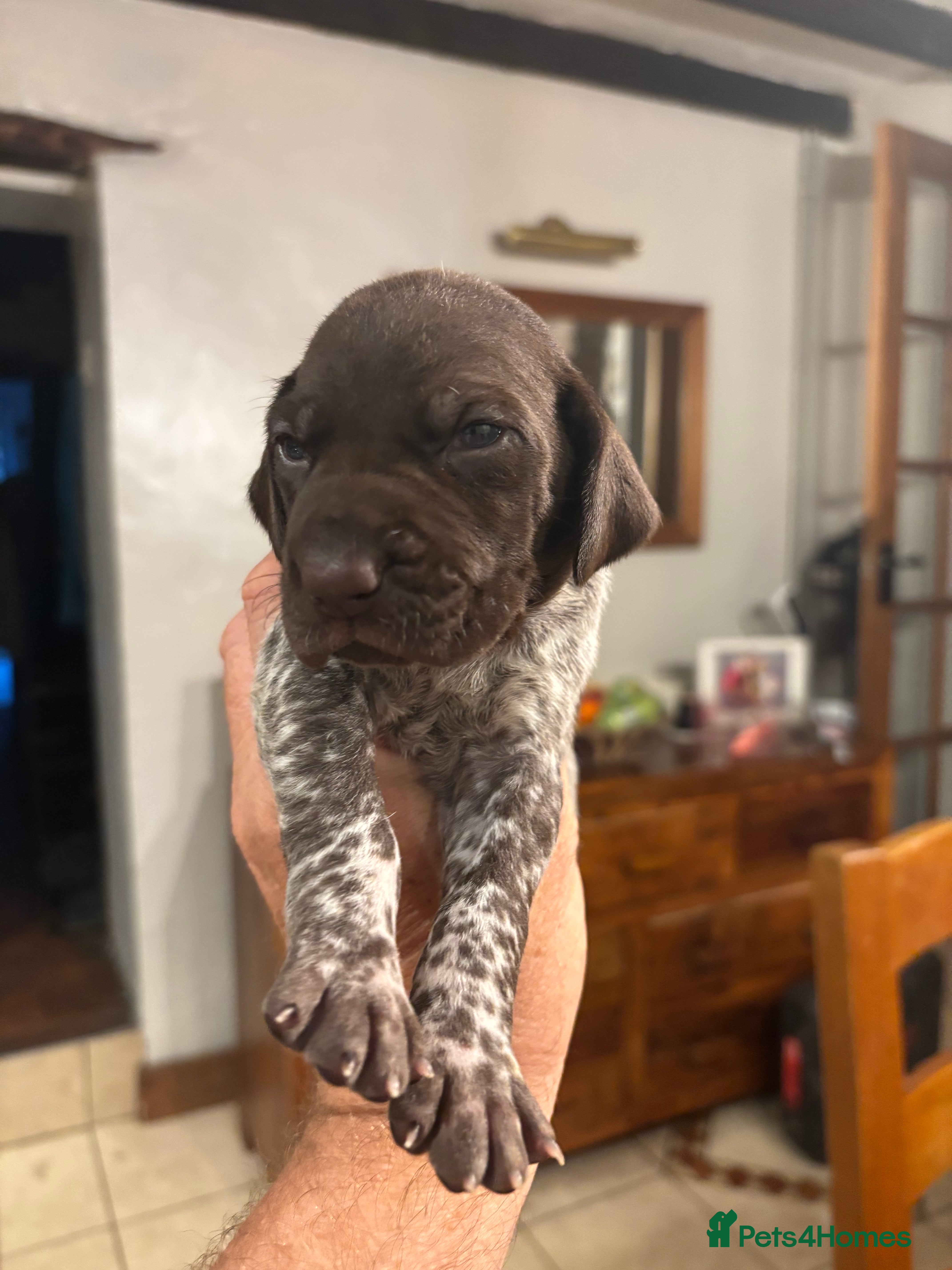 German Shorthaired Pointer dogs Adorable German Shorthaired Pointer Puppies  - Advert 2