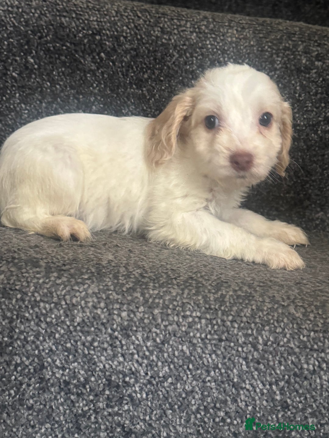 Cockapoo dogs for sale: Cockapoo puppies  - Advert 1