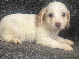 Cockapoo dogs Cockapoo puppies - Advert 2