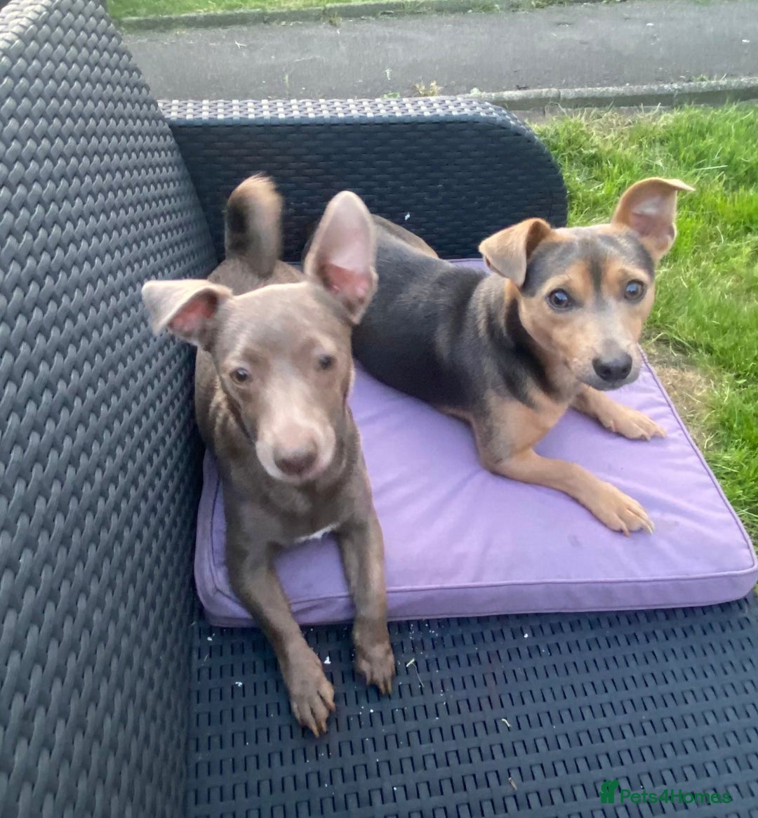 Jack Russell dogs for sale: 3 Beautiful Unique Coloured Jack Russell Puppies - Image 5