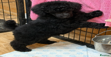 Miniature Poodle dogs - Advert 16