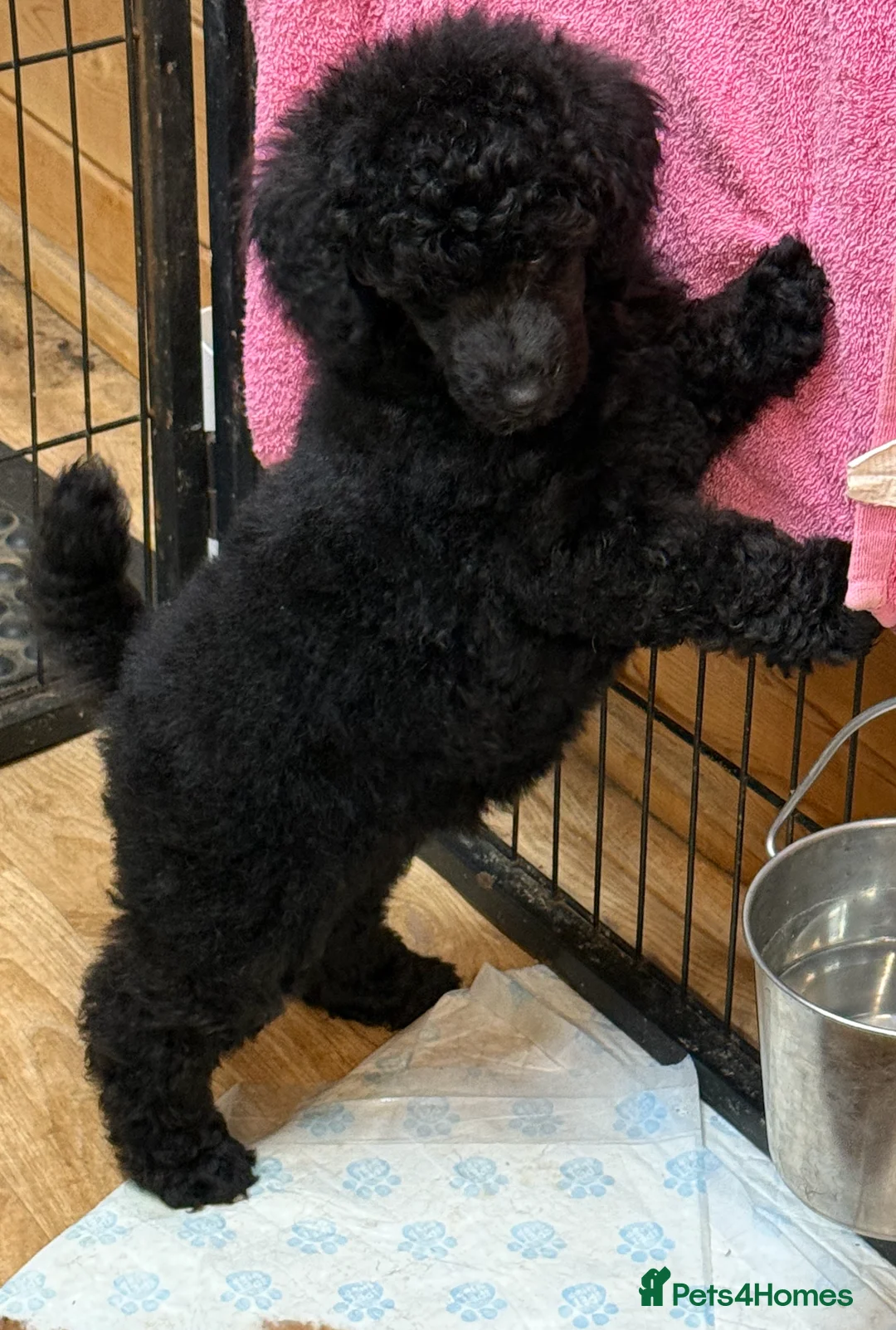 Miniature Poodle dogs for sale: Top Quality, DNA clear, READY NOW! fully vacced - Advert 24