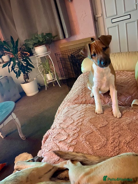 Plummer Terrier dogs 3/4 plummer 1/4 beagle puppy - Advert 1