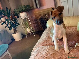 Plummer Terrier dogs 3/4 plummer 1/4 beagle puppy - Advert 1