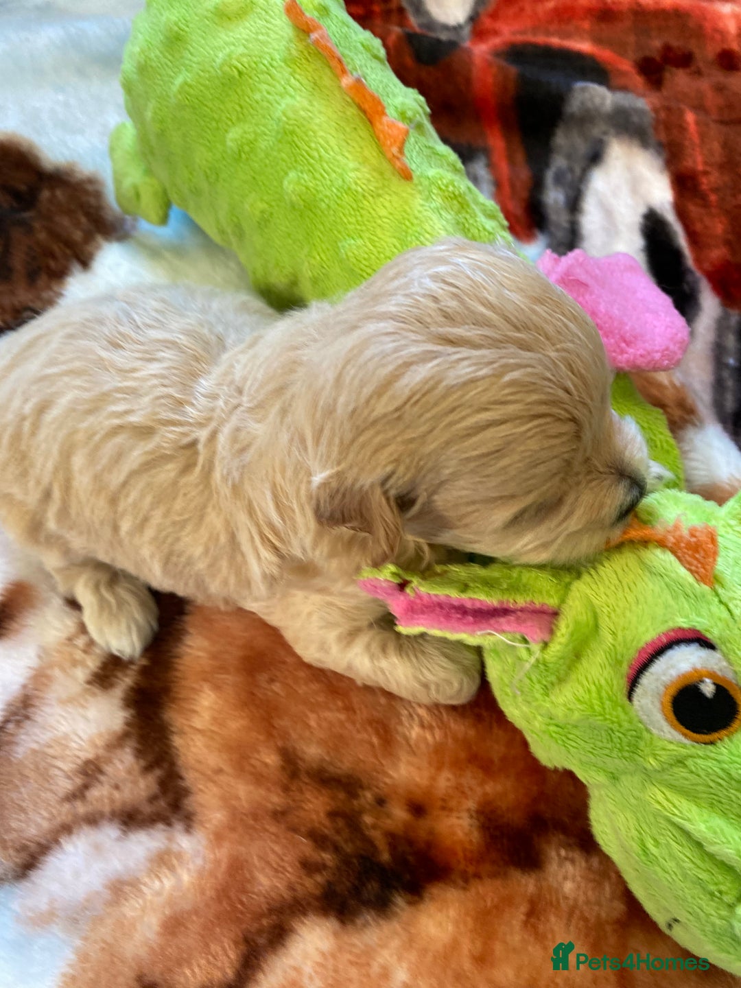 Maltipoo dogs for sale: Beautiful Apricot Maltipoo puppies. - Image 15