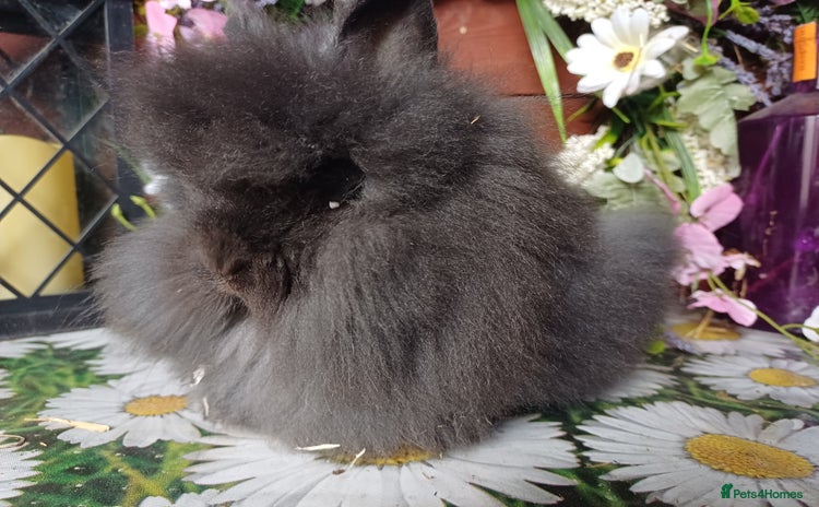 Lionhead rabbits in Barnsley - Advert 2