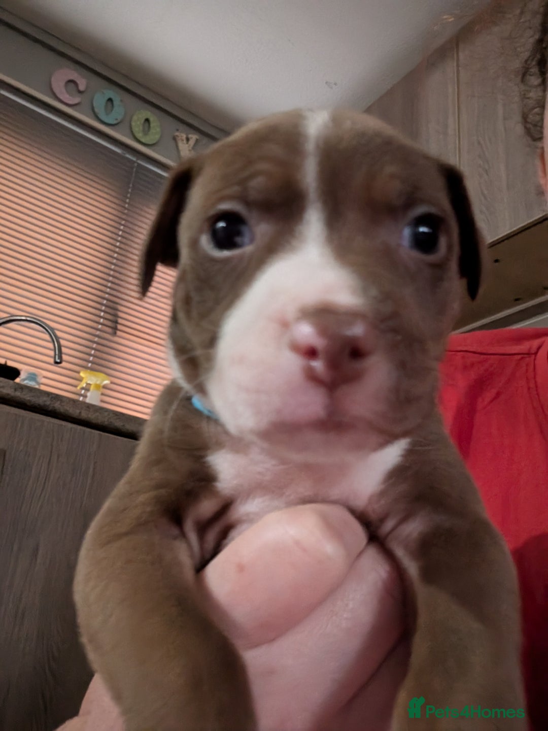 Mixed Breed dogs for sale: Beautiful American bulldog x staffie puppies  - Image 10
