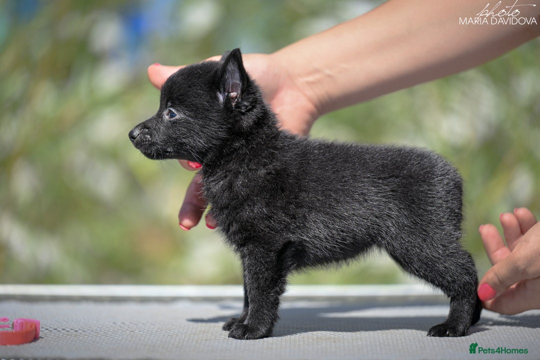 Schipperke dogs for sale: Puppy schipperke  - Image 5