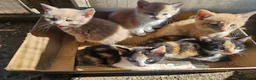 Mixed Breed cats for sale: Beautiful Kittens Dogs & Kids Friendly  in Sandy - Advert 12