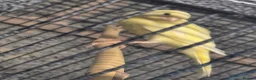 Mixed Breed birds for sale: Cannry and cage  - Advert 6