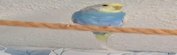 Parrots birds for sale: Well-Socialized Parrots-Intelligent and Active in Stirling - Advert 3