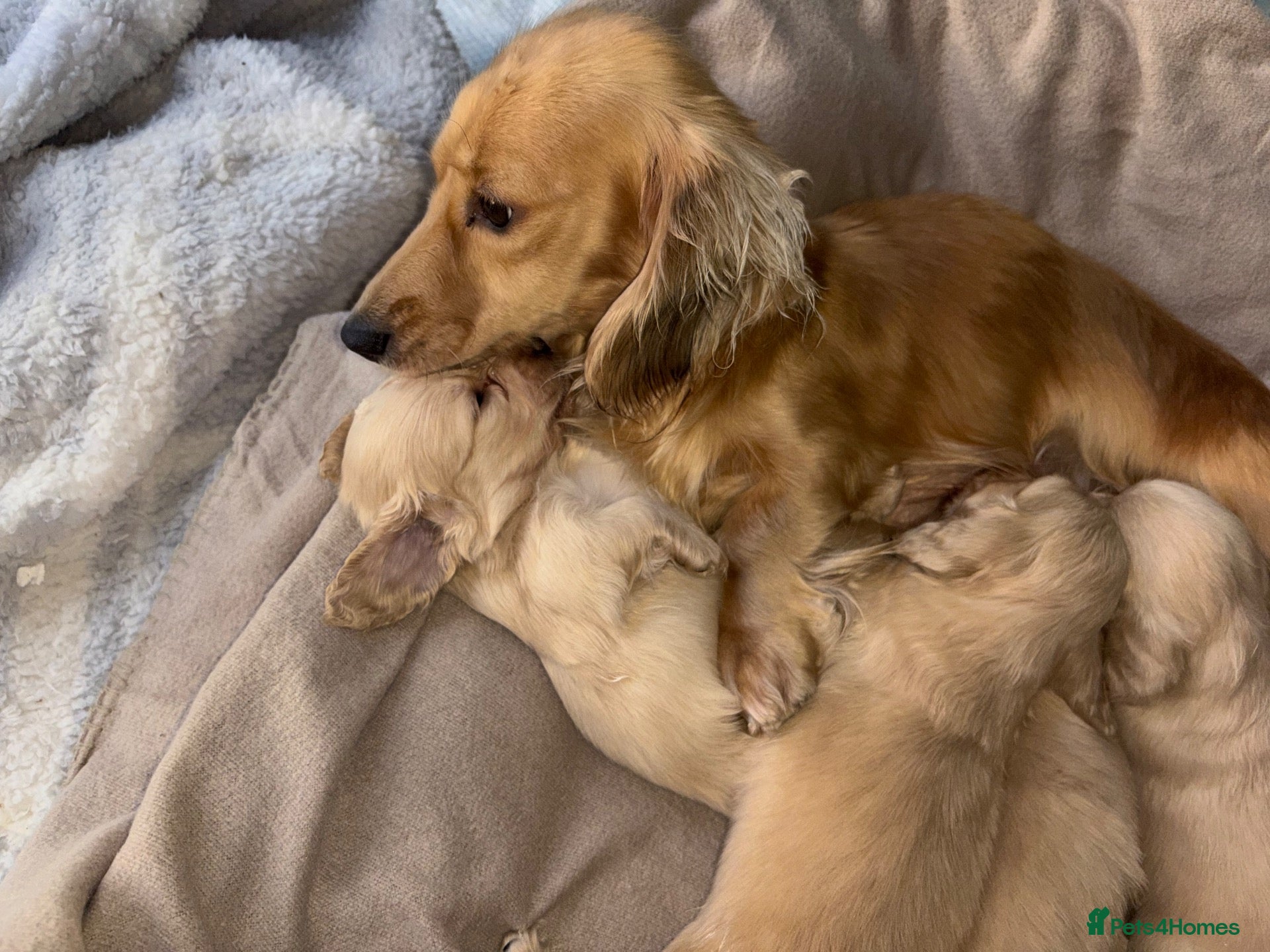 Miniature Dachshund dogs for sale: Here my 4 beautiful miniature dachshund - Advert 1