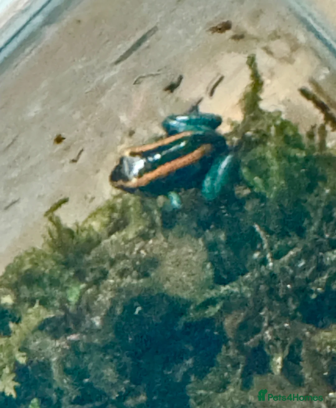 Frog reptiles for sale: Phyllobates Vittatus froglets - Advert 1