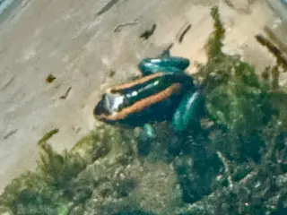 Frog reptiles Phyllobates Vittatus froglets - Advert 1