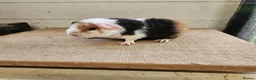 Guinea Pig rodents for sale: Teddy boars & sows  - Advert 3