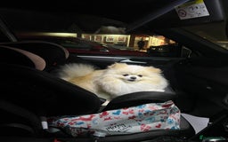 Pomeranian dogs for stud: Gorgeous Male Pomeranian for STUD - Image 2