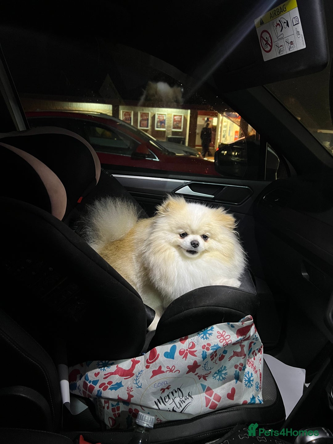 Pomeranian dogs for stud: Gorgeous Male Pomeranian for STUD - Image 2