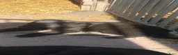 Sheprador dogs for sale: Shepador puppies  - Advert 5