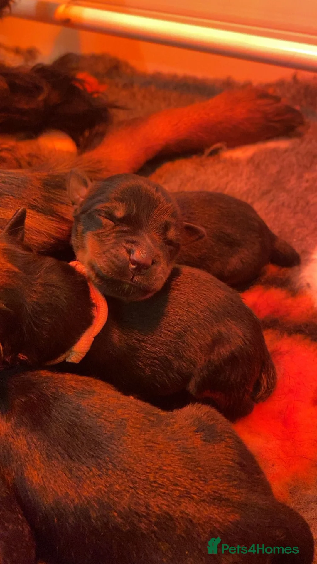 Rottweiler dogs for sale: Rottweilers kc top quality  - Advert 4