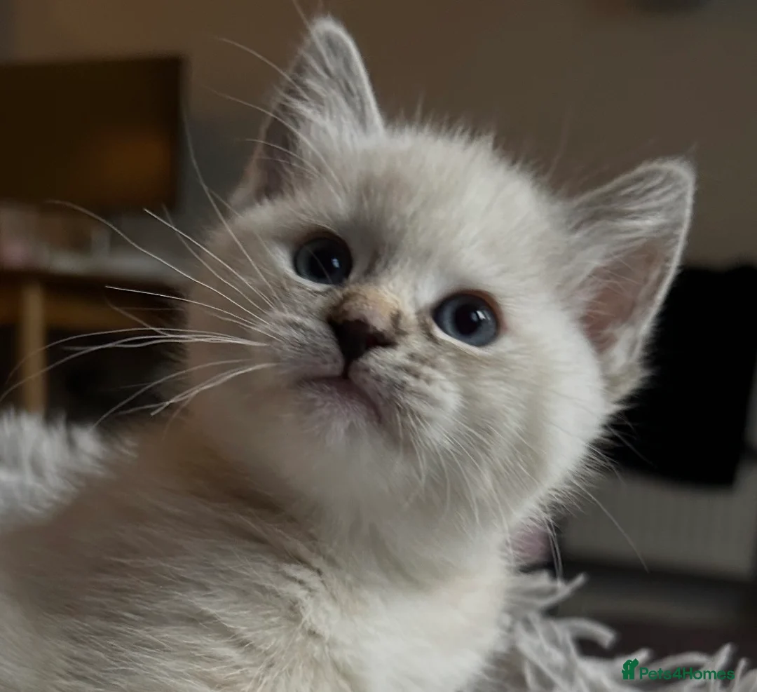 Ragdoll cats for sale: Ragdoll torie/flame/lynx x kittens - Advert 7