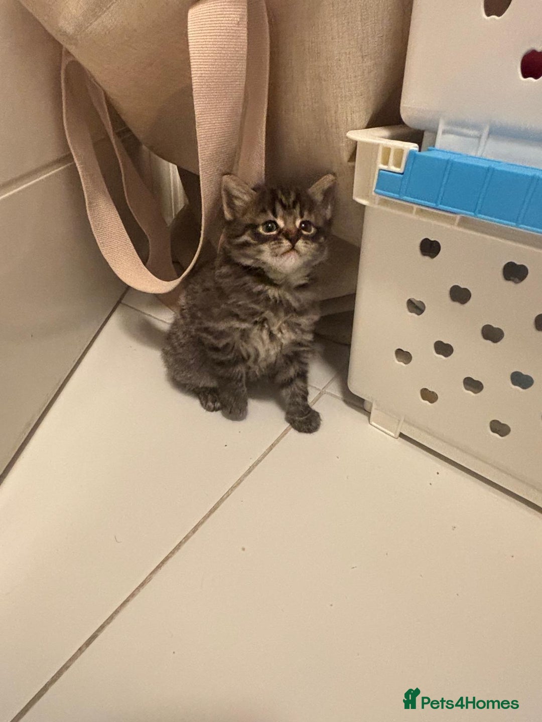 Mixed Breed cats for sale: Kittens ready for a new home  - Image 3