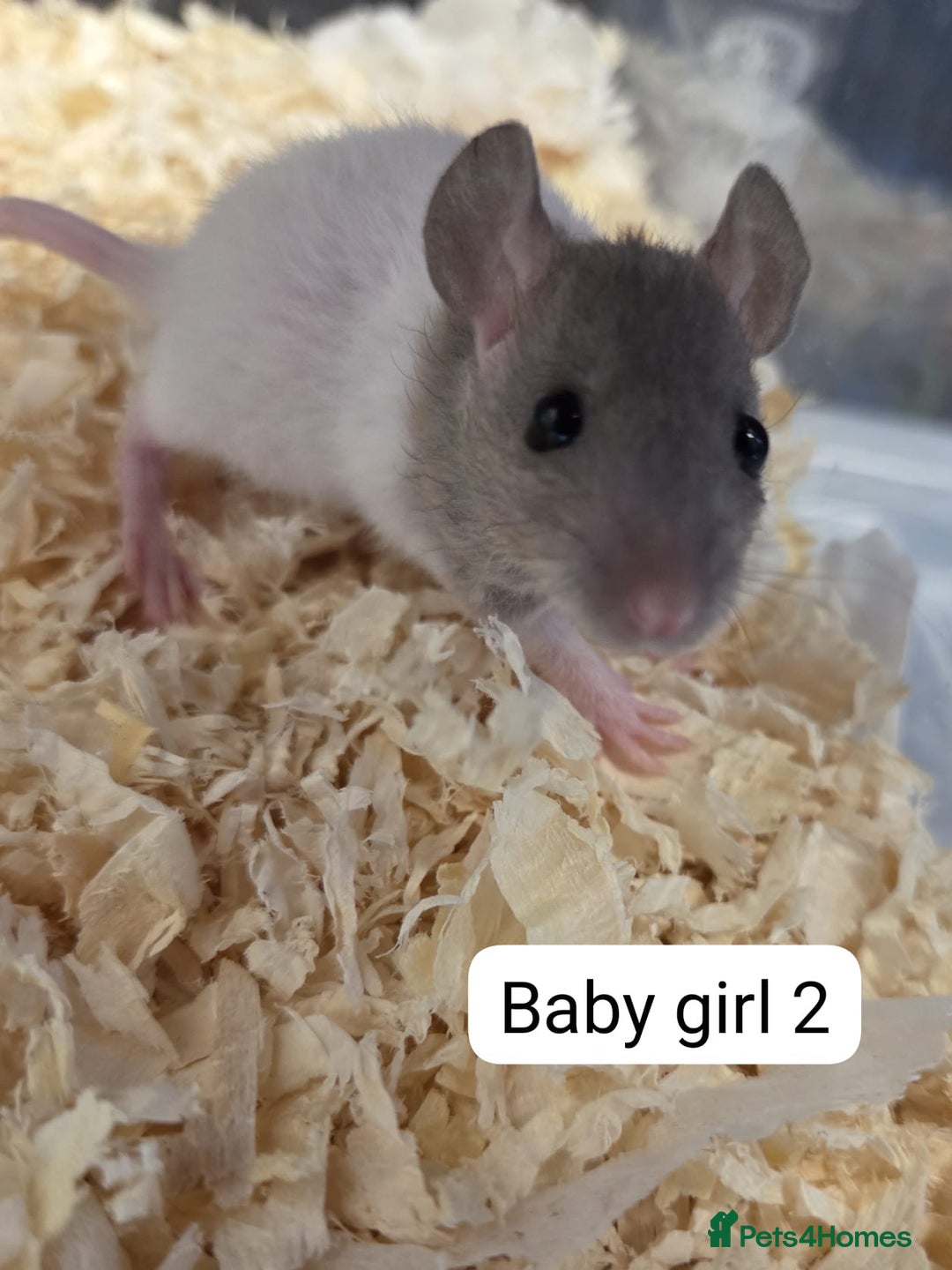 Rat rodents for sale: Baby Rats Girls Female Dwarf  - Image 2
