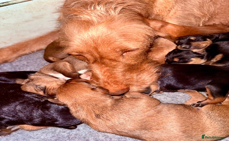 Mixed Breed dogs - Advert 1