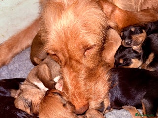 Mixed Breed dogs - Advert 12